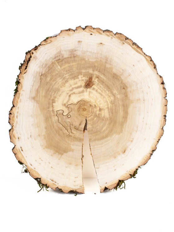 Спил дерева ива d 17-19 см ТВ-1317