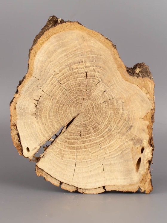 Спил дерева дуб d 19-25 см ТВ-1850