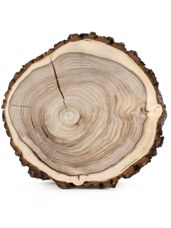 Спил дерева карагач d 34-35 см ТВ-699