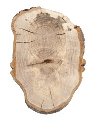 Спил дерева дуб d 15-21 см ТВ-1144