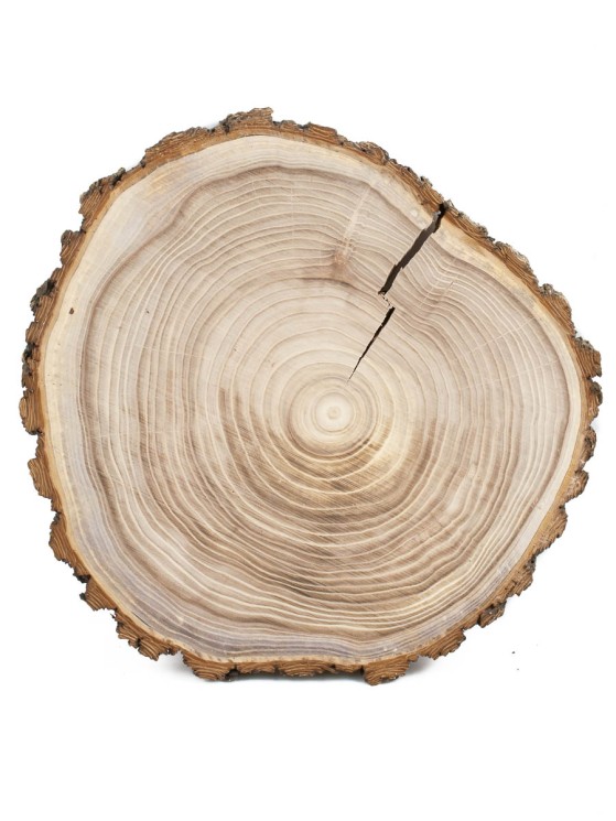 Спил дерева вяз (карагач) d 28-31 см ТВ-1463
