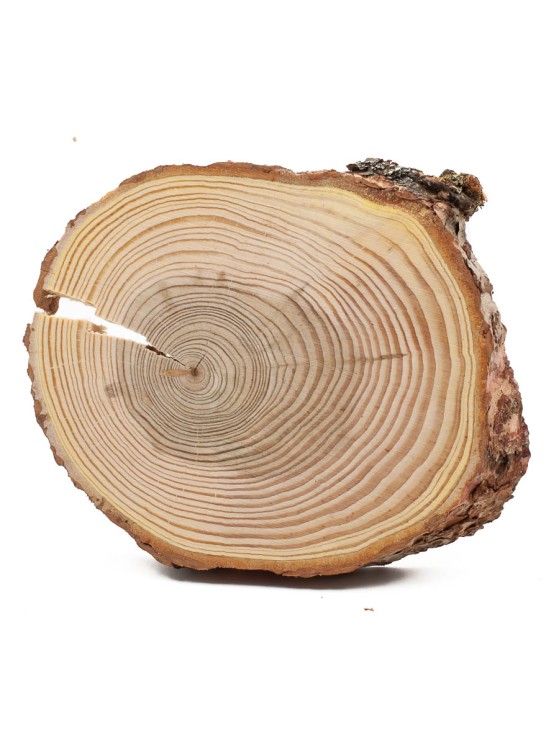 Спил дерева лиственница d 12-14 см, толщина 15-18 мм (1 шт.) ТВ-424