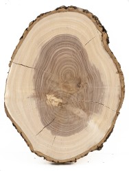 Спил дерева ясень d 24-30 см ТВ-764