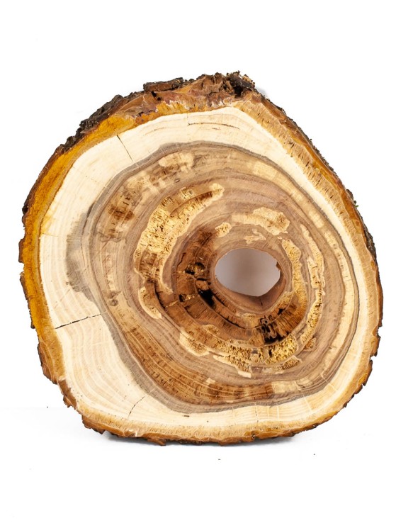 Спил дерева яблоня d 10-12 см ТВ-1345