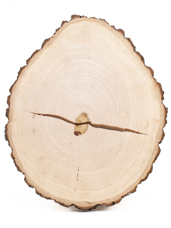 Спил дерева каштан d 26-31 см, толщина 20-30 мм ТВ-332
