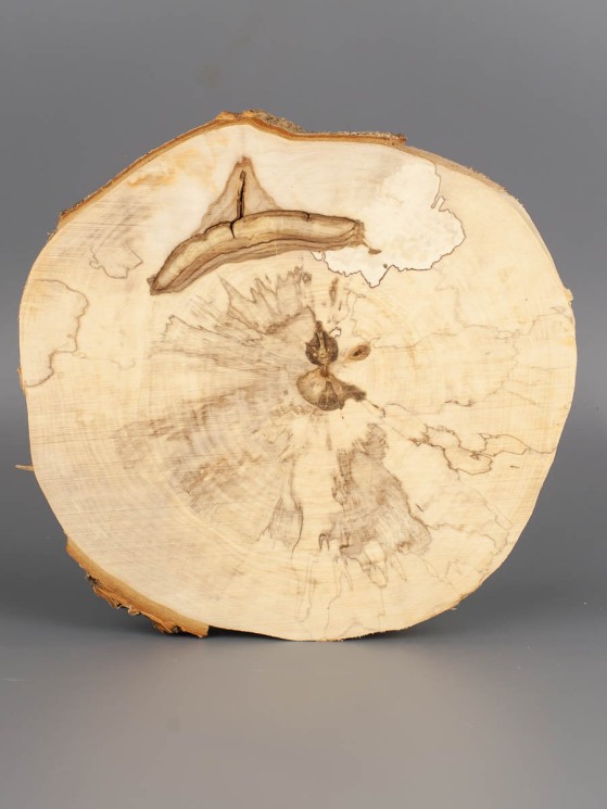 Спил дерева каштан (шпальт) d 19-21 см ТВ-1852