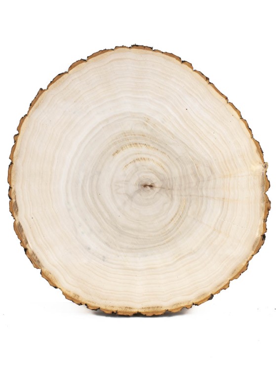 Спил дерева тополь d 25-28 см. ТВ-919