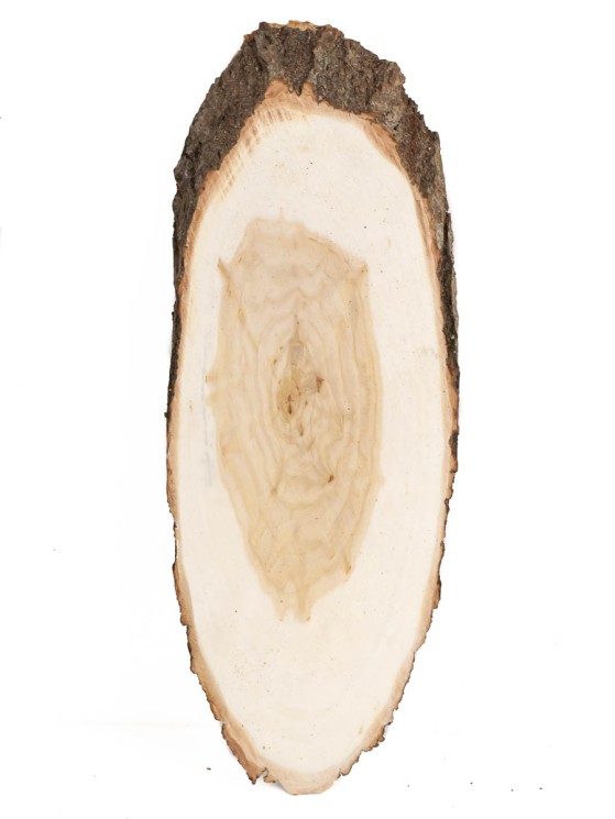 Спил дерева ива d 9-24 см ТВ-1320