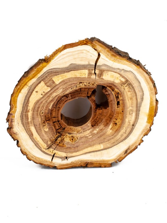 Спил дерева яблоня d 11-13 см ТВ-1346