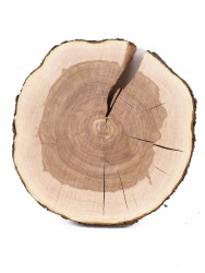 Спил дерева яблоня d 22-24 см ТВ-1427