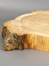 Спил дерева дуб d 25-31 см ТВ-2171