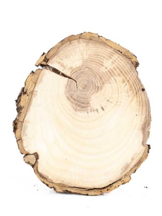 Спил дерева ясень d 13-16 см ТВ-1147
