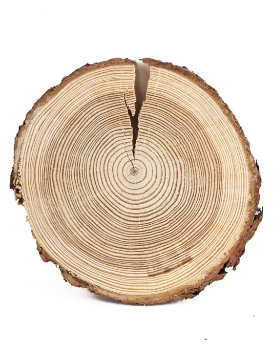 Спил лиственницы d 18-20 см ТВ-552