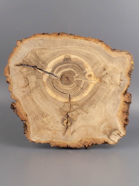 Спил дерева дуб d 22-25 см ТВ-1900