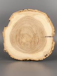 Спил дерева ясень d 20-22 см ТВ-1615