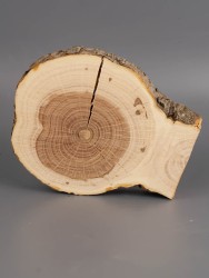 Спил дерева яблоня d 11-14 см ТВ-1973