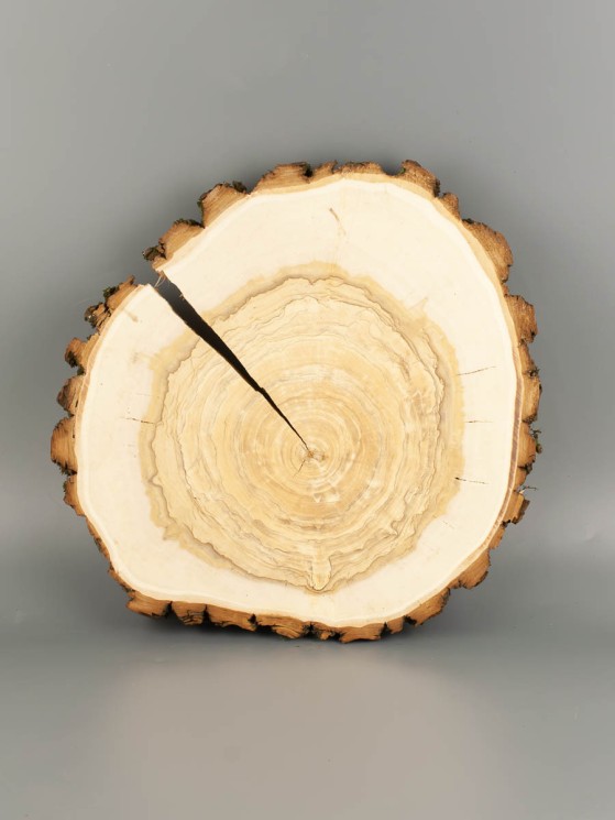 Спил дерева ива d 27-31 см ТВ-2054