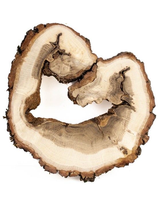 Спил дерева дуб d 17-19 см ТВ-1325