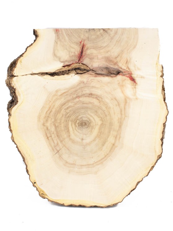 Спил дерева клён d 31-34 см ТВ-1432