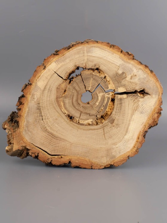 Спил дерева дуб d 19-23 см ТВ-1902