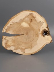 Спил дерева слива d 16-19 см ТВ-1974