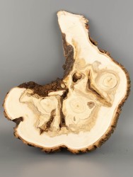 Спил дерева ива d 24-34 см ТВ-2055