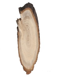 Спил дерева дуб d 8-26 см ТВ-707