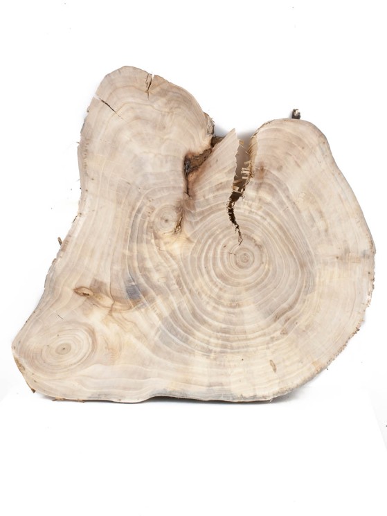 Спил дерева вяз d 33-40 см ТВ-1441