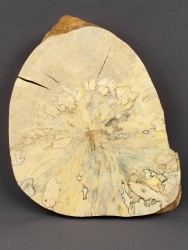 Спил дерева берёза (шпальт) d 21-27 см ТВ-1544