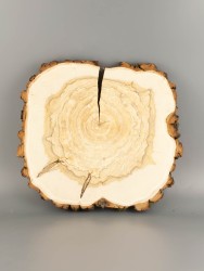 Спил дерева ива d 32-35 см ТВ-2056