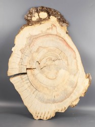 Спил дерева клён d 40-60 см ТВ-2234