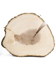 Спил дерева ясень d 29-36 см ТВ-991