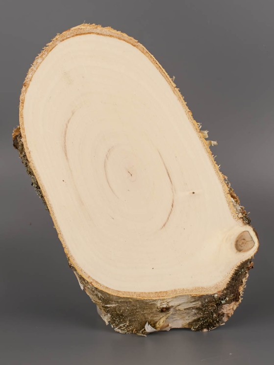 Спил дерева берёза 12-23 см ТВ-1622