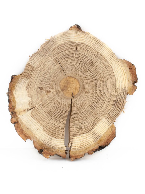 Спил дерева дуб d 13-15 см ТВ-1676