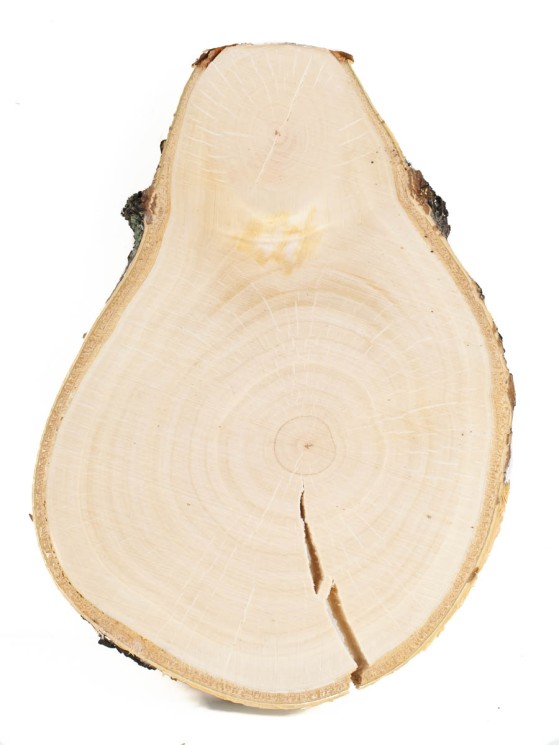 Спил дерева берёза d 12-17 см, толщина 19-21 мм ТВ-255