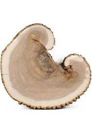 Спил дерева ясень d 42-50 см ТВ-650