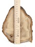 Спил дерева дуб d 14-17 см. ТВ-925