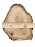 Спил дерева дуб d 14-17 см. ТВ-925
