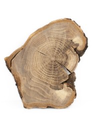 Спил дерева дуб d 13-17 см ТВ-1677