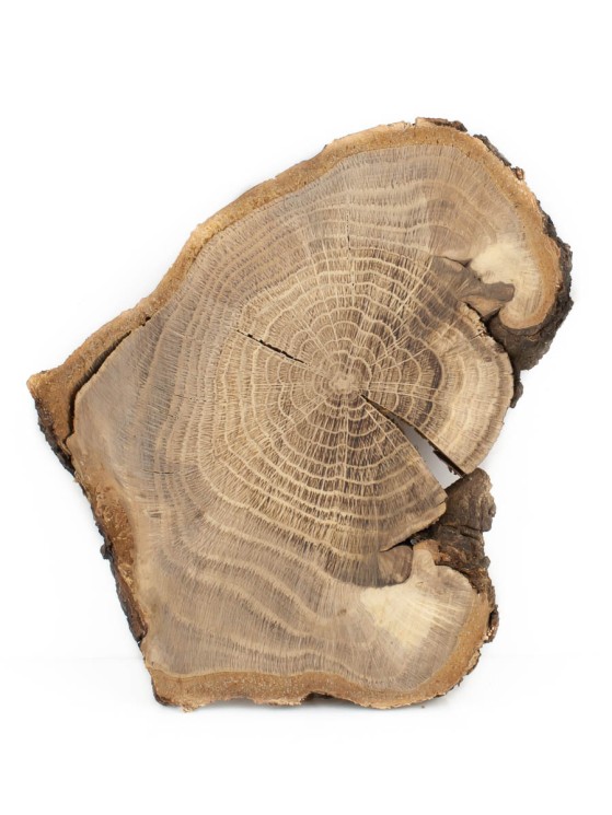 Спил дерева дуб d 13-17 см ТВ-1677