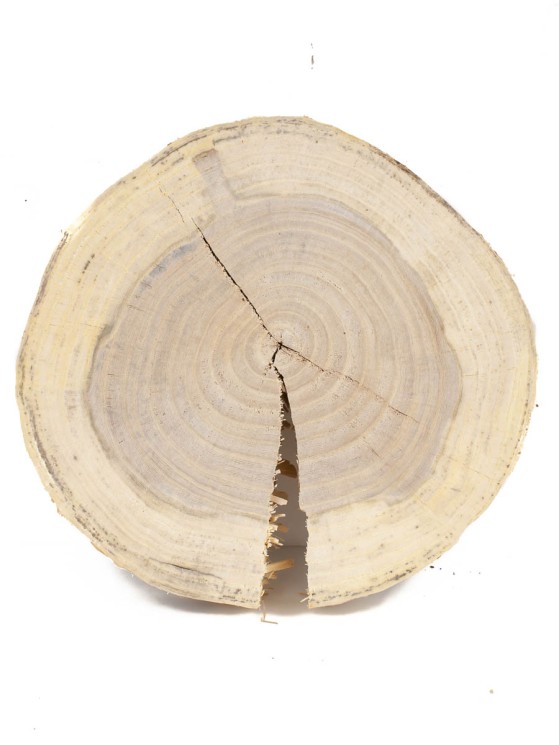 Спил дерева вяз d 24-26 см ТВ-1435