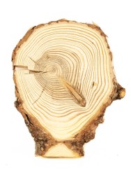 Спил дерева лиственница d 10-15 см ТВ-190