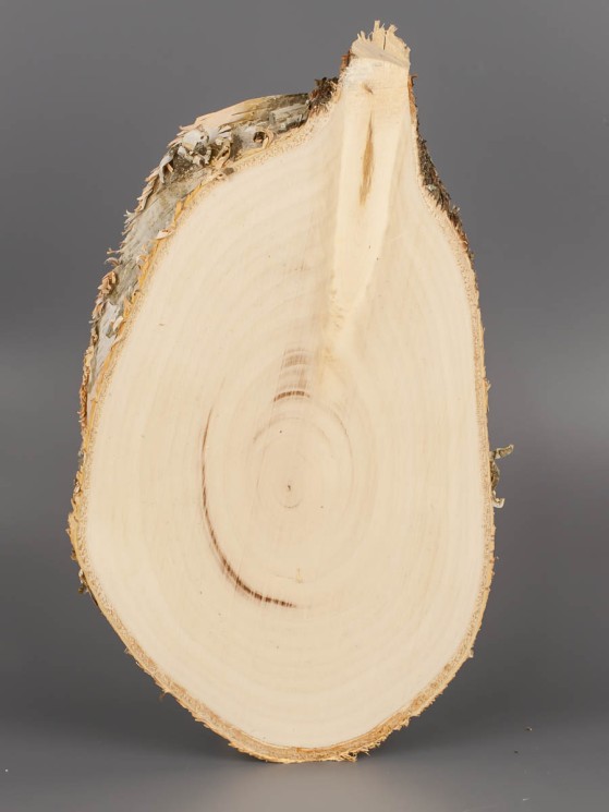 Спил дерева берёза 12-23 см ТВ-1624