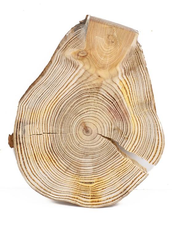 Спил дерева лиственница d 14-17 см ТВ-866