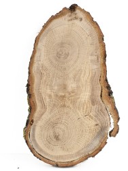 Спил дерева дуб d 12-18 см. ТВ-928