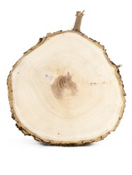 Спил дерева ясень d 22-24 см ТВ-1071