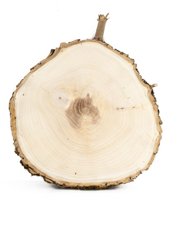 Спил дерева ясень d 22-24 см ТВ-1071