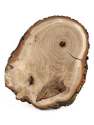 Спил дерева дуб d 16-20 см ТВ-1095