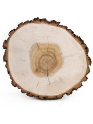 Спил дерева ива d 21-23 см ТВ-620