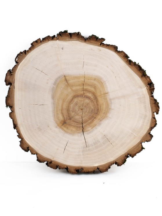 Спил дерева ива d 21-23 см ТВ-620